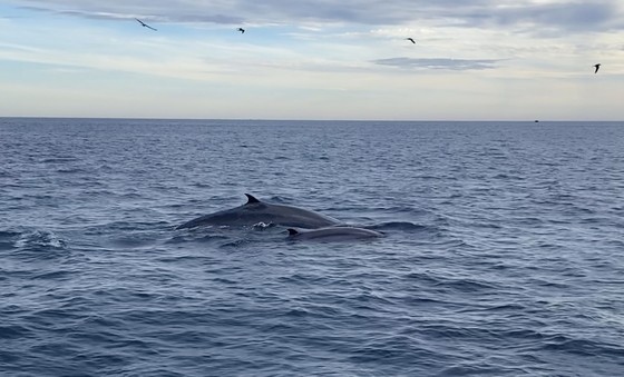 Seven blue whales spotted off south-central Vietnamese coast